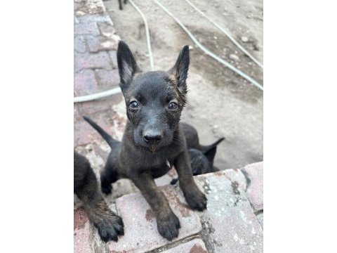 Belçika malinois köpeği