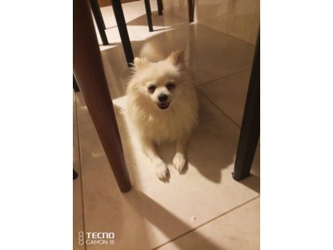 Pomeranian yavrular anne çocuk