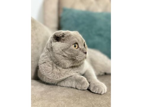 Tamamen uysal aşılar tam 1 buçuk yaşında scottish fold