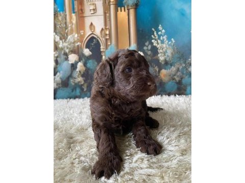 Çikolata poodle türünün en iyisi