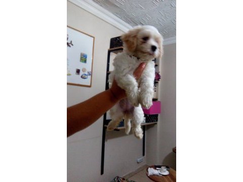 Orjinal maltese terrier