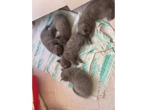 British shorthair yavrular yeni yuvasını arıyor