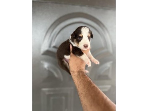 Kızıl border collie yavrular