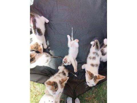Dikkat kalbinizi çalmaya geldiler pamuk çocuk kediler