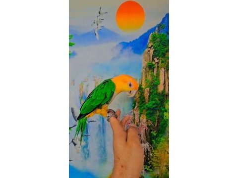 Full evcil caique maskot