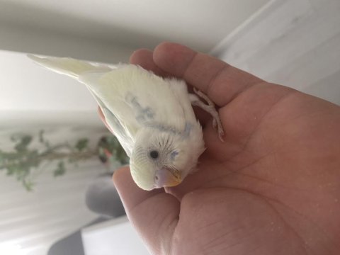 Sezonun son muhabbet kuşu yavruları