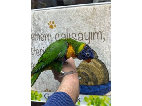 Rainbow loriler yavru ve konuşkan