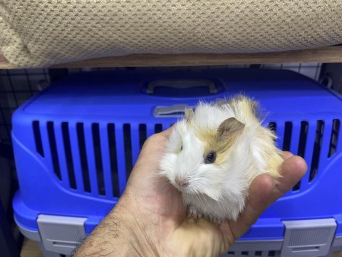 Yavru guinea pig