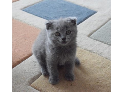 Scottish fold & straight yavru sahiplendirme