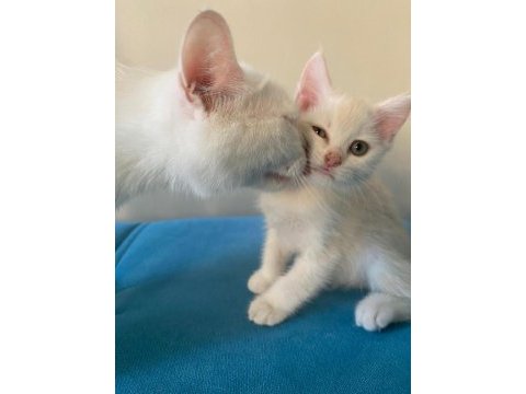 1 yaşında anne ve kızımız british shorthair