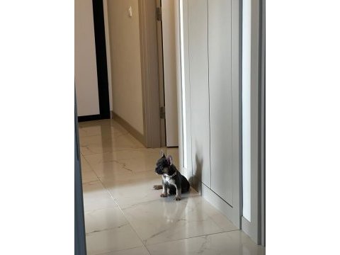 2 aylık french bulldog tri colour çiş eğitimli