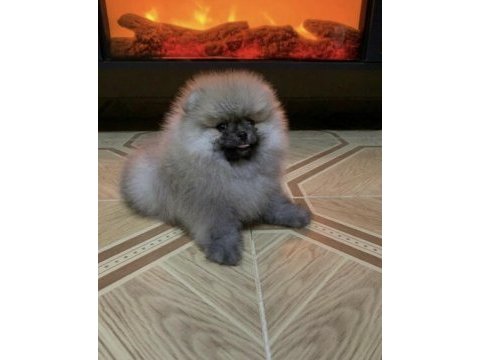 Ayıcık surat üst kalite pomeranian boo teddy bear