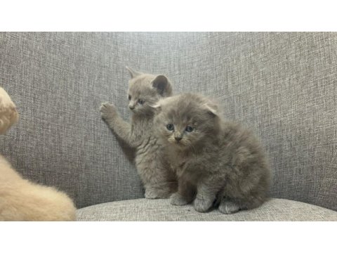 British shorthair yavrularım yuvalarını bekliyor..
