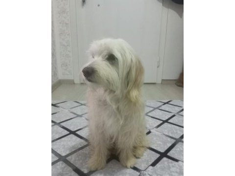 Terrier fox