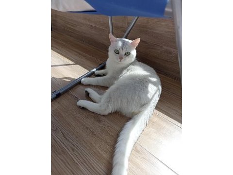Ücretsiz sahiplendirme 3 yaşında british shorthair