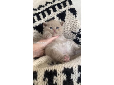 Safkan british chocolatte fawn bebişlerimiz