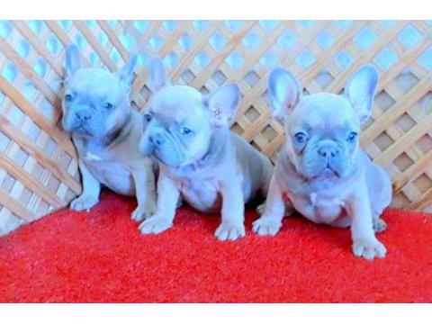 Compact blue quad french bulldog yavrular izmir
