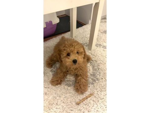 4 aylık erkek maltipoo