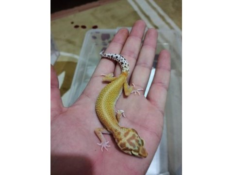 Leopar gecko