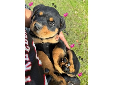 Rottweiler yavrular teslime hazır