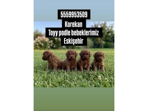 Korekan toy poodle beraber