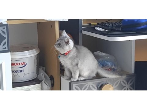 3 aylık british shorthair