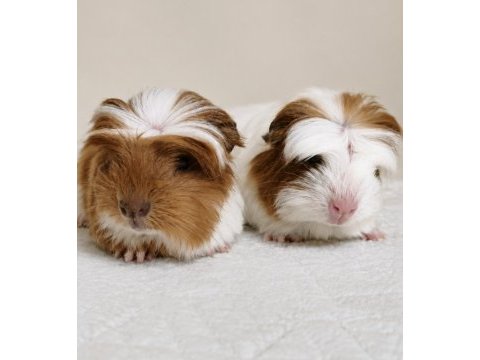 Safkan coronet ginepig yavrular