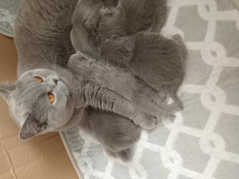 Kendi canı gibi sevenlere kediler