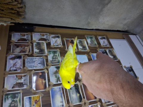 Minik muhabbet kuşu bebekler yuvadan uçmaya hazır