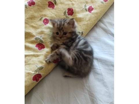 Çok tatlı dişi kedimiz