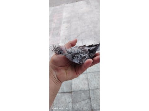 El besleme sultan papağanı