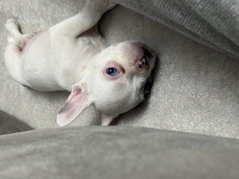 50 günlük erkek french bulldog