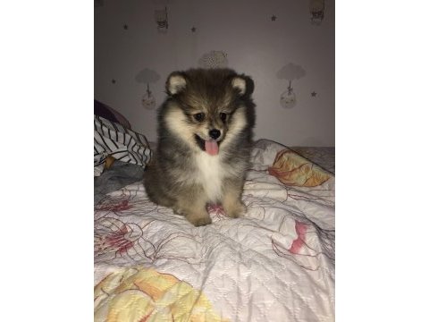 Pomeranian erkek 72 günlük yavru köpek sahiplendirilecek