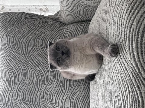 Scottish fold kedim oscar