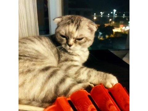 Bir yaşında eğitimli scottish fold