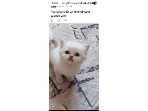 Oyuncu yavru kedim
