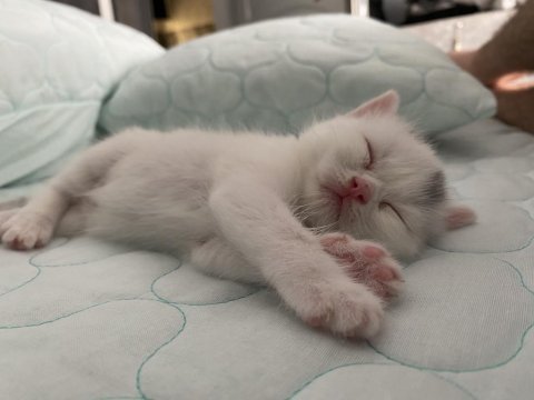 Kar beyazı british shorthair