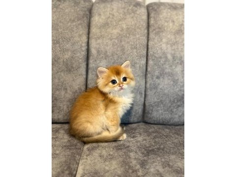 Show kalite golden ny12 erkek british longhair