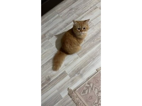 Ragdoll kızımızı ve oğlumuzun sahiplendirmek istiyorum
