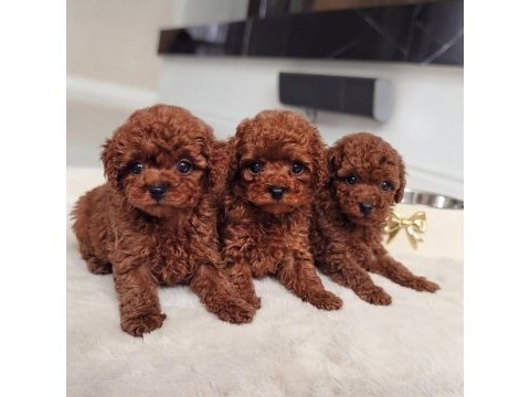 Efsane güzellik toy poodle yavruları 