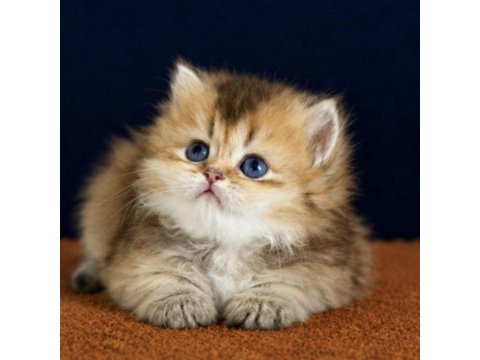 British shorthair ve longhair golden yavrular