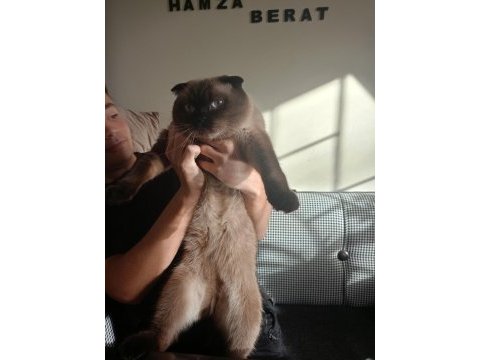 Sevimli british shorthair kedimiz