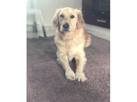 4 yaşında köpeğimiz adı ayran, sahiplendirmek istiyoruz