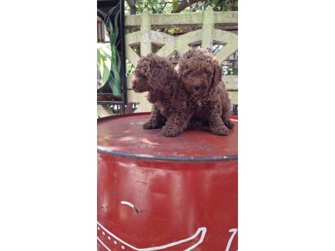 0 ve 1 numara toy poodle bebekler