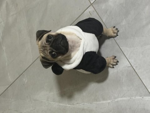 Aşıları tam olan pug yavrumuz