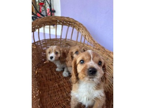 Orjinal cavapoo yavrular