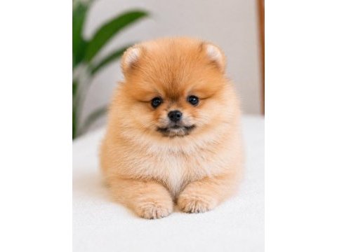 Pomeranian yavrumuz için açıklamayı okuyun lütfen
