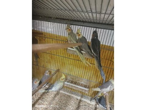 Hobiciden bebek sultan papağanlar