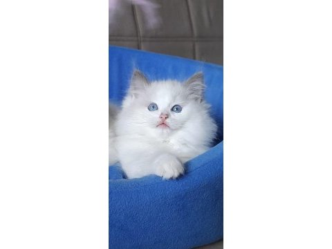 Muhteşem ragdoll kedisi