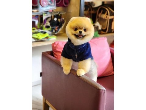 Show kalite 1 yaş pomeranian boo en iyisi